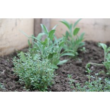 Wild About Herbs with Margaret Palmer - Saturday 3rd June 2023